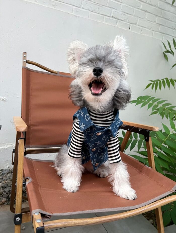 10 Pet summer thin denim vest