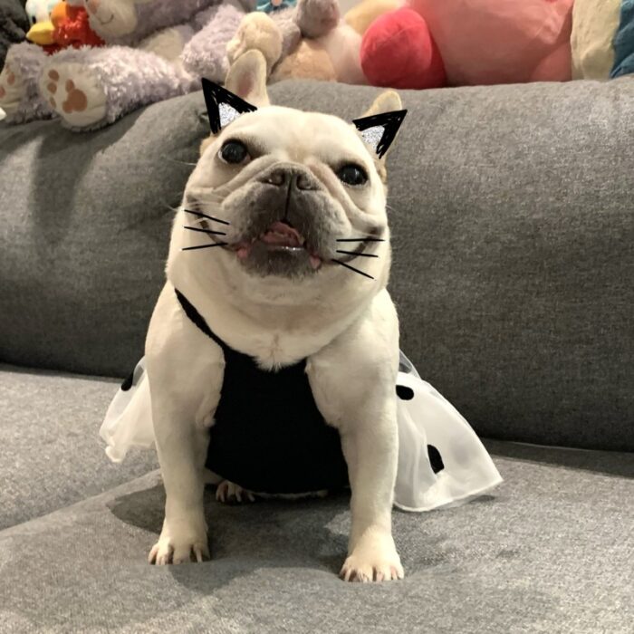 10 Pet Dog Strap Dress