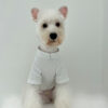 Pet parent-child dog clothing