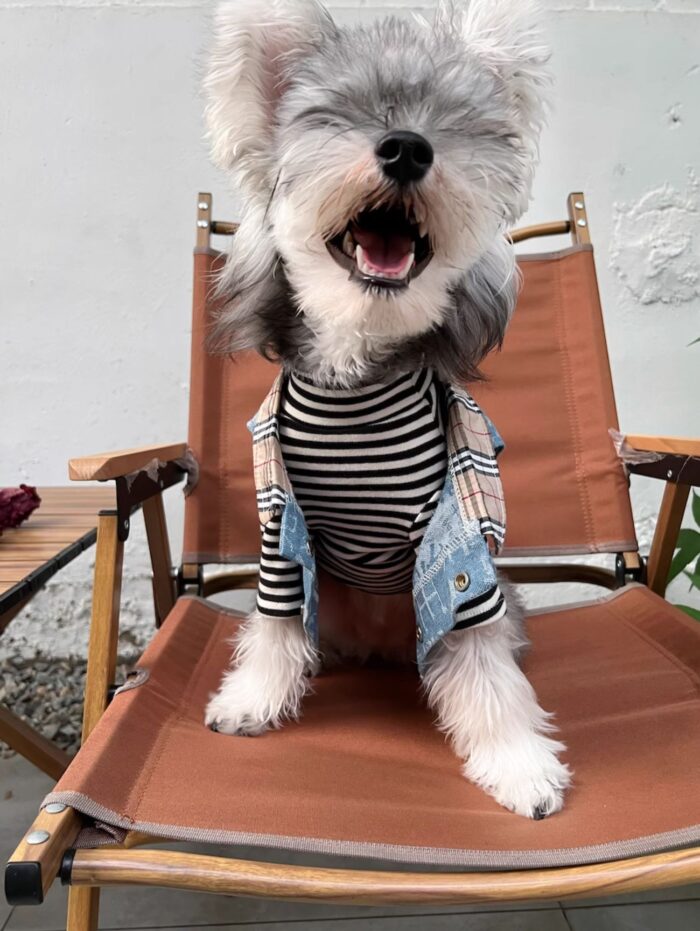 17 Pet summer thin denim vest