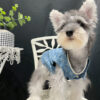 5 Pet summer thin denim vest