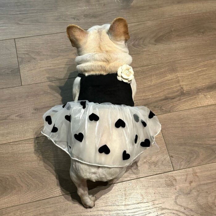 6 Pet Dog Strap Dress