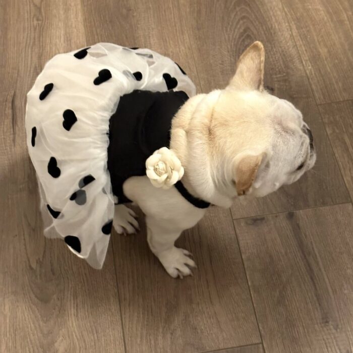 7 Pet Dog Strap Dress