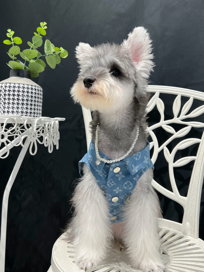 8 Pet summer thin denim vest