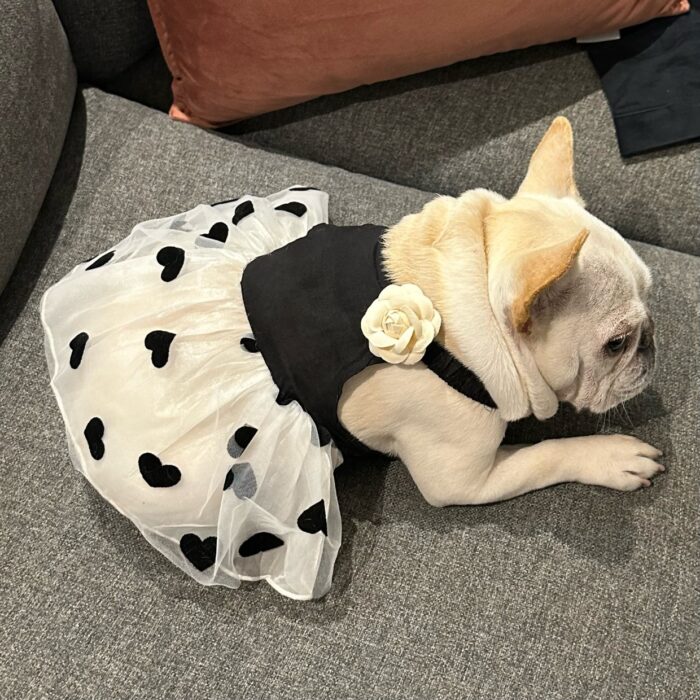 8 Pet Dog Strap Dress