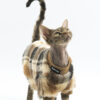 9 JELU Hairless Cat Clothes