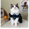 Summer cat clothes